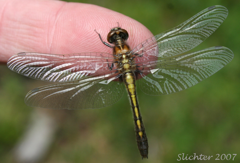 Unidentified Dragonfly #5 in Mount Adams Country