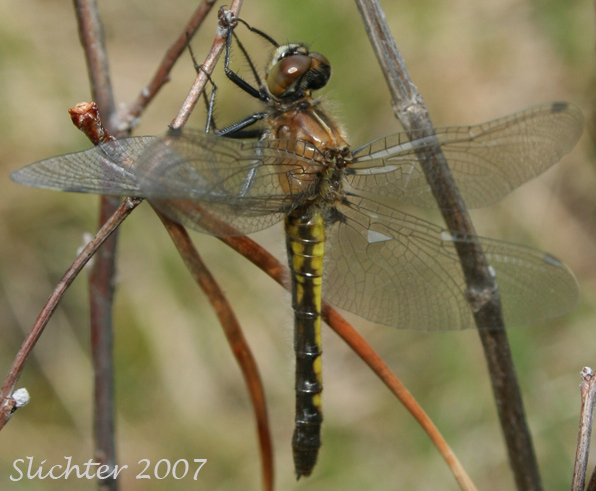 Unidentified Dragonfly #5 in Mount Adams Country