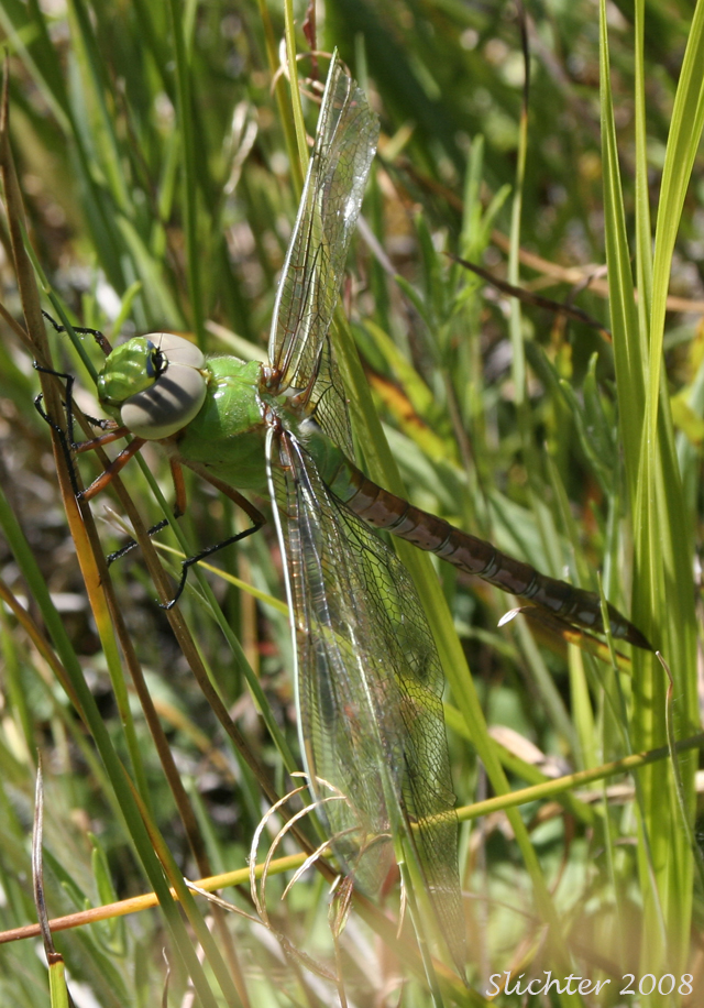 Common Green Darner: Anax junius