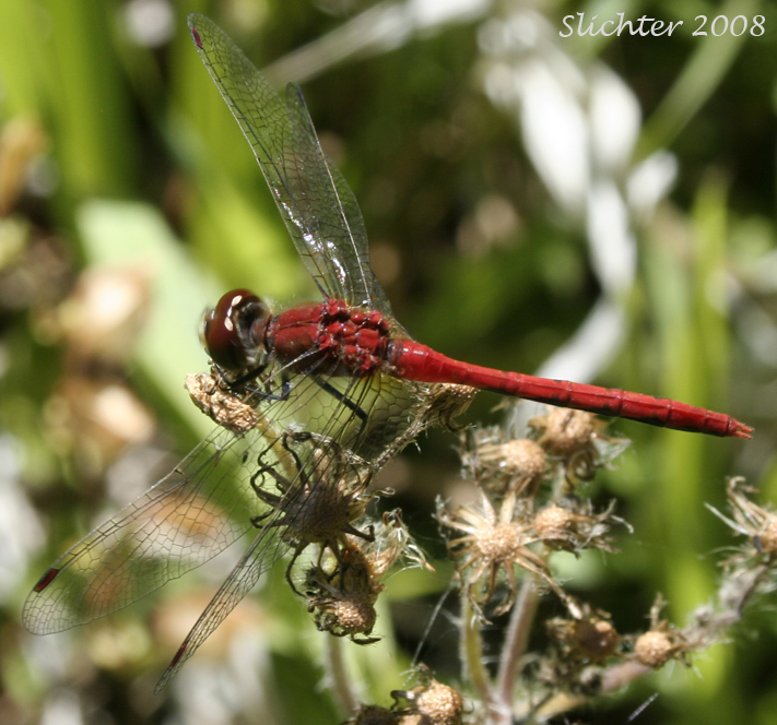 Unidentified Meadowhawk #1 in Mount Adams Country