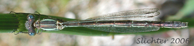 Unidentified Damselfly B in Mount Adams Country