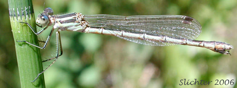 Unidentified Damselfly B in Mount Adams Country