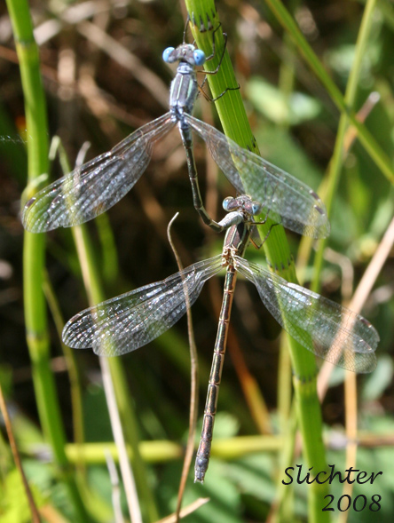 Unidentified Spreadwing #3 in Mount Adams Country