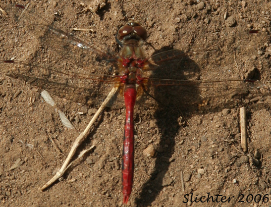 Unidentified Meadowhawk #1 in Mount Adams Country