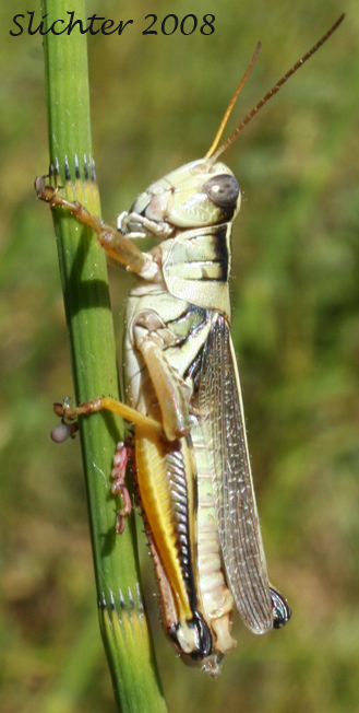 This grasshopper was seen along an irrigation canal along the southern loop of the Willard Springs Trail in Conboy Lake National Wildlife Refuge.........August 17, 2007.