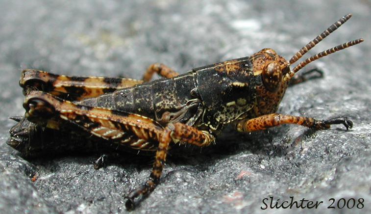 This grasshopper was seen sunning on a rock with many other young grasshoppers and one western river cruiser (dragonfly) in moist sedge meadows along Shorthorn Creek, about 100 meters north of the crossing of Shorthorn Trail #16 in the Mt. Adams Wilderness..........July 24, 2008.