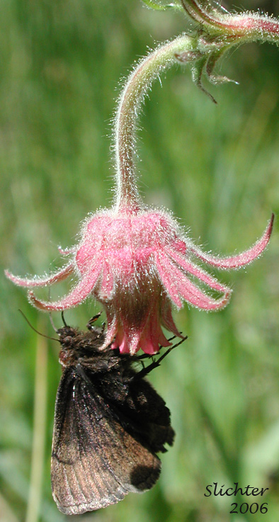 Unidentified Moth B in Mount Adams Country