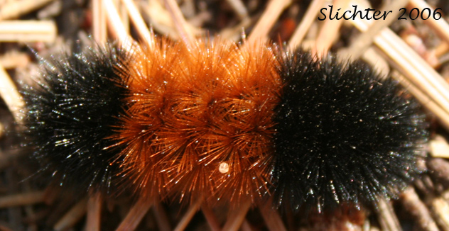 This photo shows a "woolly bear caterpillar", also known as the larva of the Isabella moth as seen in dry, open woods along the Willard Springs Trail at Conboy National Wildlife Refuge........September 30, 2006.
