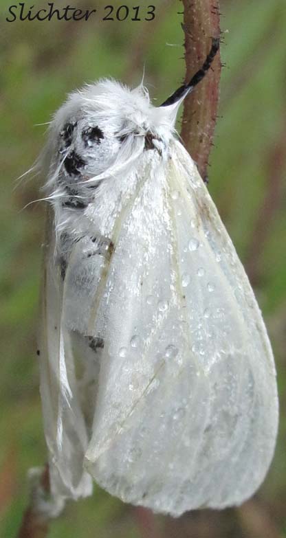 Satin Moth: Leucoma salicis