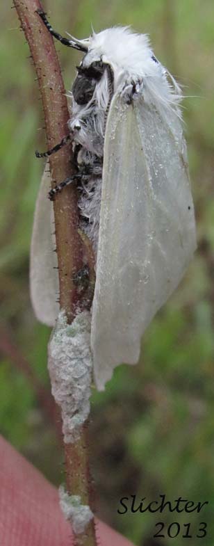 Satin Moth: Leucoma salicis