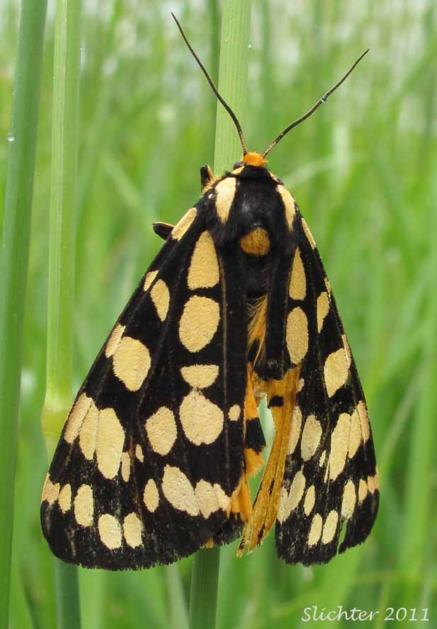 Ranchmann's Tiger Moth: Platyprepia virginalis