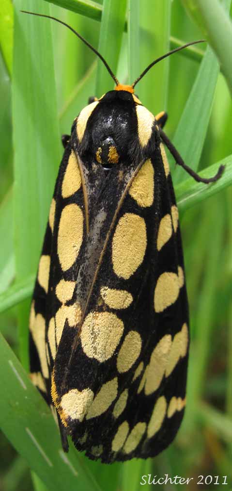 Ranchmann's Tiger Moth: Platyprepia virginalis
