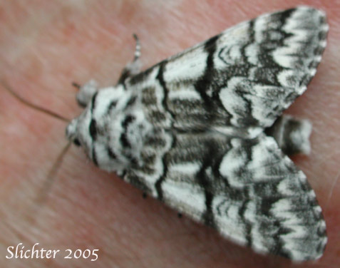 Unidentified Moth A in Mount Adams Country