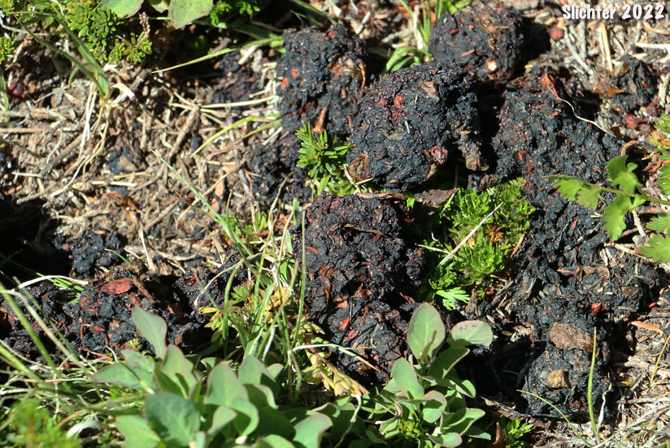 Scat of Black Bear: Ursus americanus
