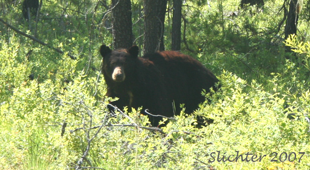 Black Bear: Ursus americanus
