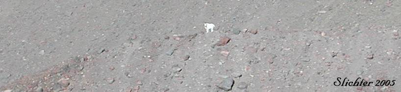 Mountain Goats: Oreamnos americanus