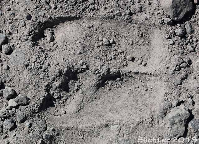 Tracks of Mountain Goats: Oreamnos americanus