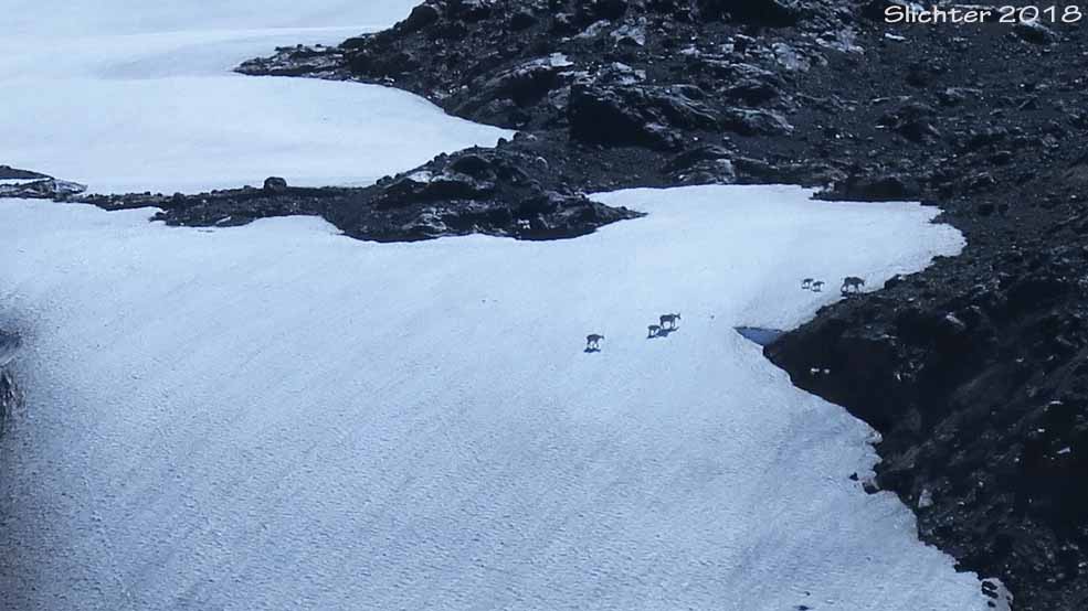 Mountain Goats: Oreamnos americanus