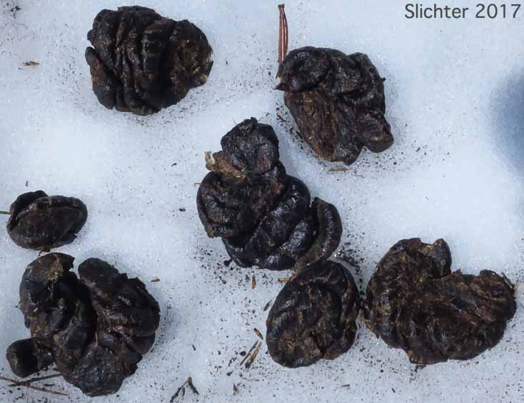 Scat of the Mountain Goats: Oreamnos americanus