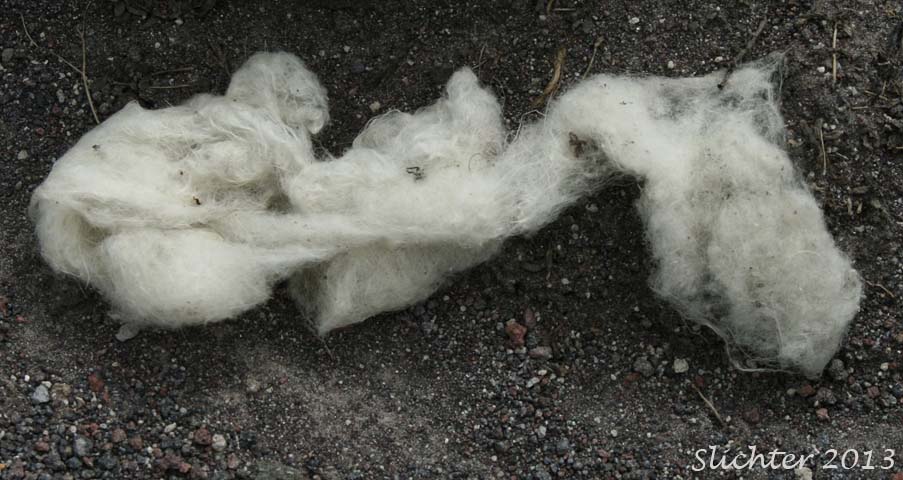 Shed fur of Mountain Goats: Oreamnos americanus