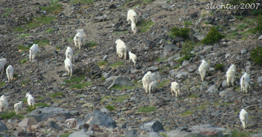 Mountain Goats: Oreamnos americanus