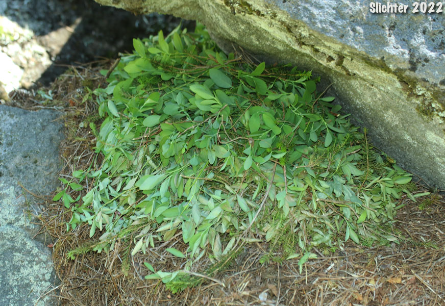 Hay pile of Pika: Ochotona princeps