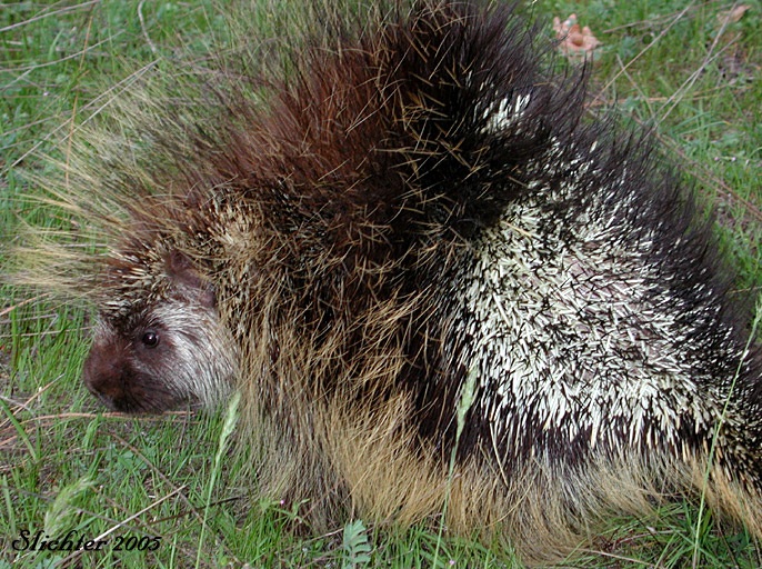 Porcupine (Erethizon dorsatum) observed at the forest's edge near Conboy Lake National Wildlife Refuge.