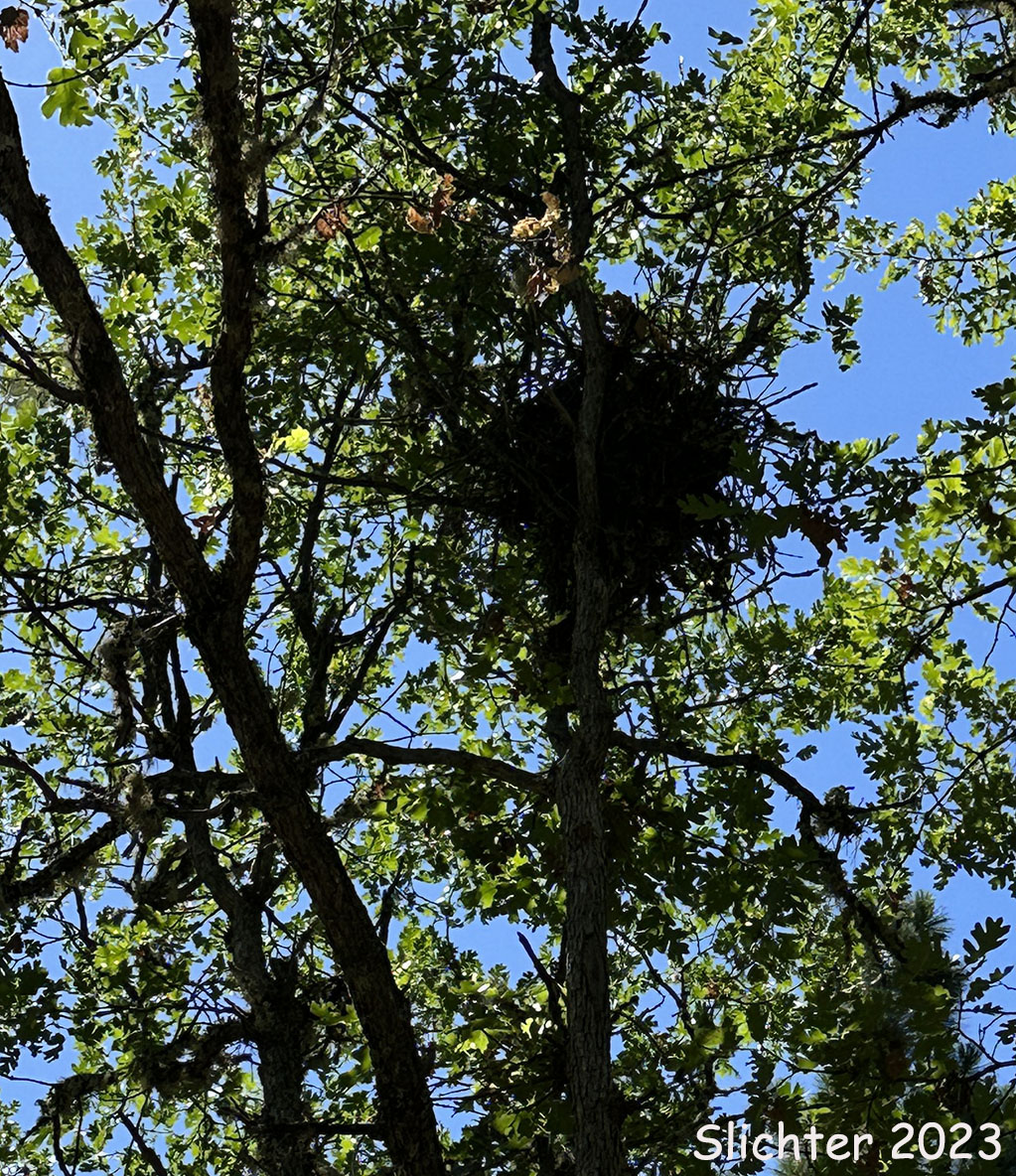 Nest of a Western Gray Squirrel : Sciurus griseus