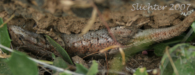 Western Fence Lizard: Sceloporus occidentalis