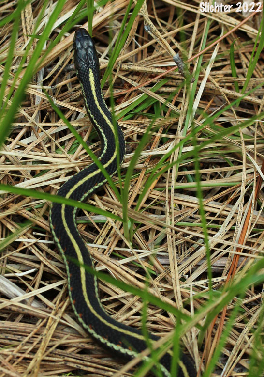 Northwestern Garter Snake: Thamnophis ordinoides