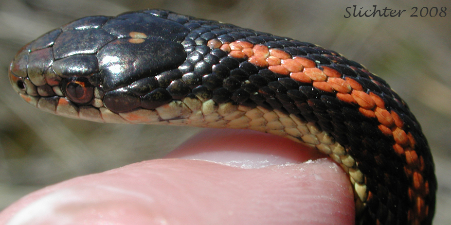 Northwestern Garter Snake: Thamnophis ordinoides