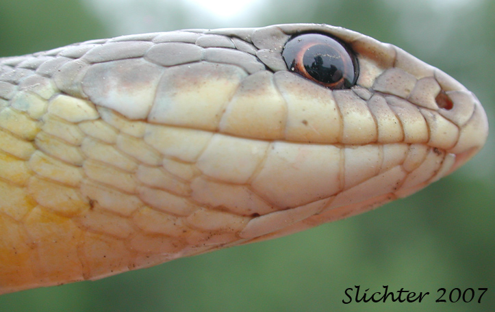 Racer: Coluber constrictor