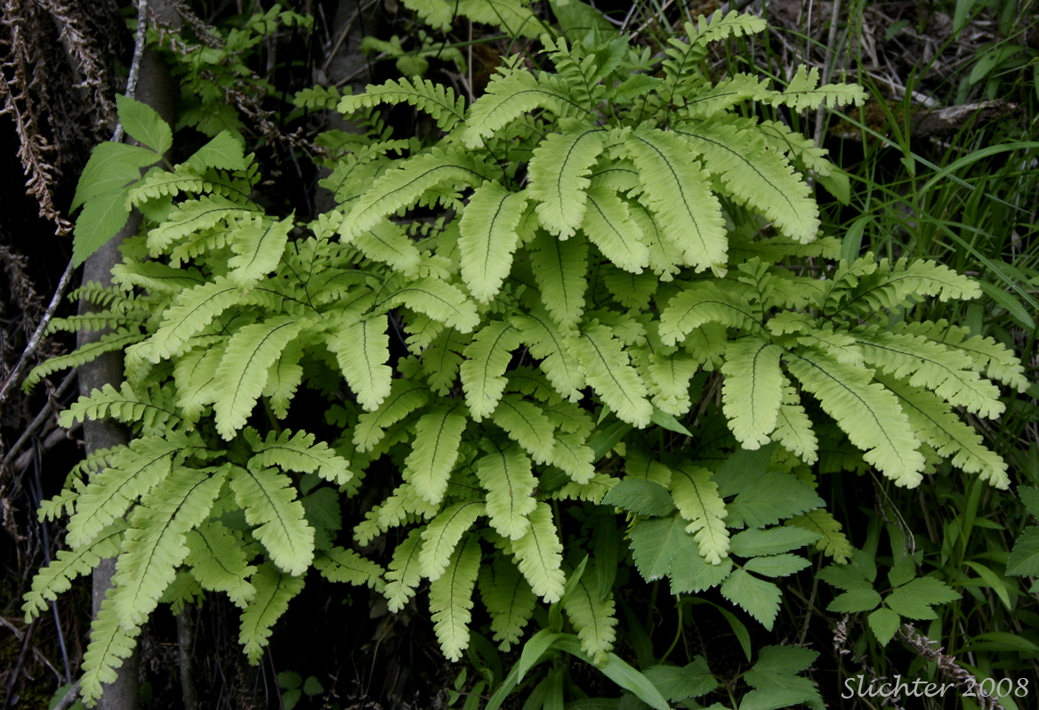 Aleutian Maidenhair, Northern Maidenhair, Western Maidenhair: Adiantum aleuticum var. aleuticum (Synonyms: Adiantum boreale, Adiantum pedatum, Adiantum pedatum var. aleuticum, Adiantum pedatum var. subpumilum)