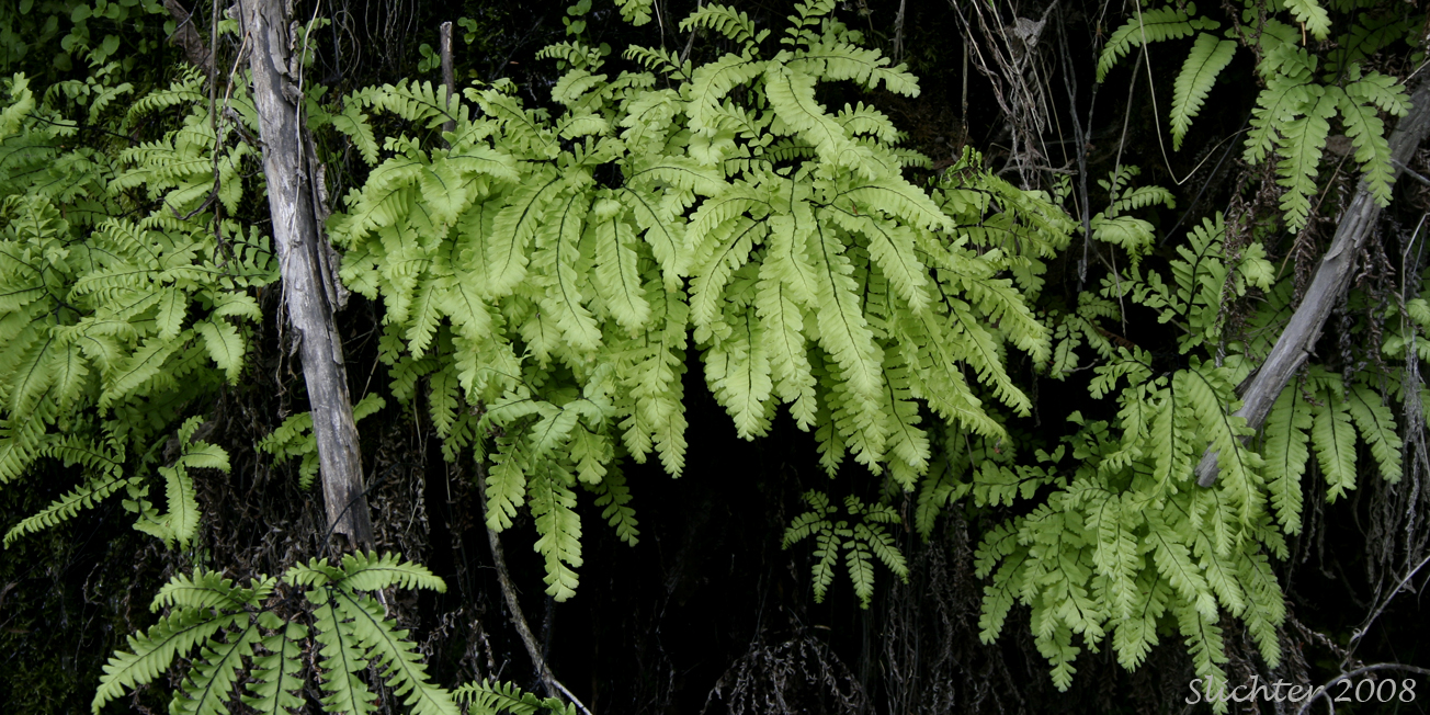 Aleutian Maidenhair, Northern Maidenhair, Western Maidenhair: Adiantum aleuticum var. aleuticum (Synonyms: Adiantum boreale, Adiantum pedatum, Adiantum pedatum var. aleuticum, Adiantum pedatum var. subpumilum)
