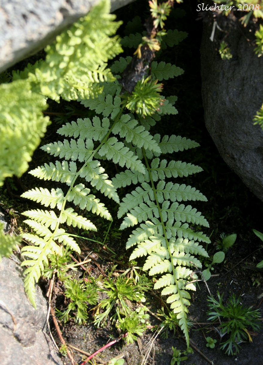 Alpine Ladyfern, American Alpine Lady Fern: Athyrium distentifolium ssp. americanum (Synonyms: Athyrium alpestre var. americanum, Athyrium americanum, Athyrium distentifolium var. americanum)