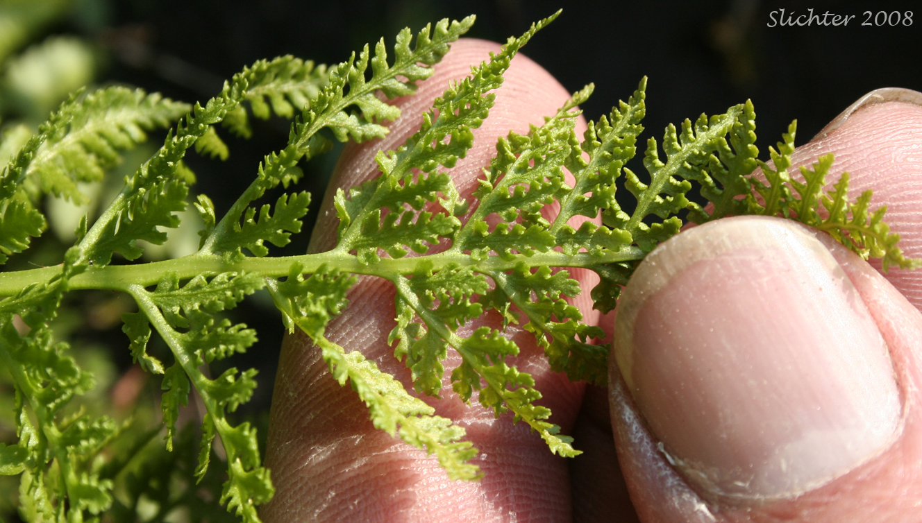 Alpine Ladyfern, American Alpine Lady Fern: Athyrium distentifolium ssp. americanum (Synonyms: Athyrium alpestre var. americanum, Athyrium americanum, Athyrium distentifolium var. americanum)