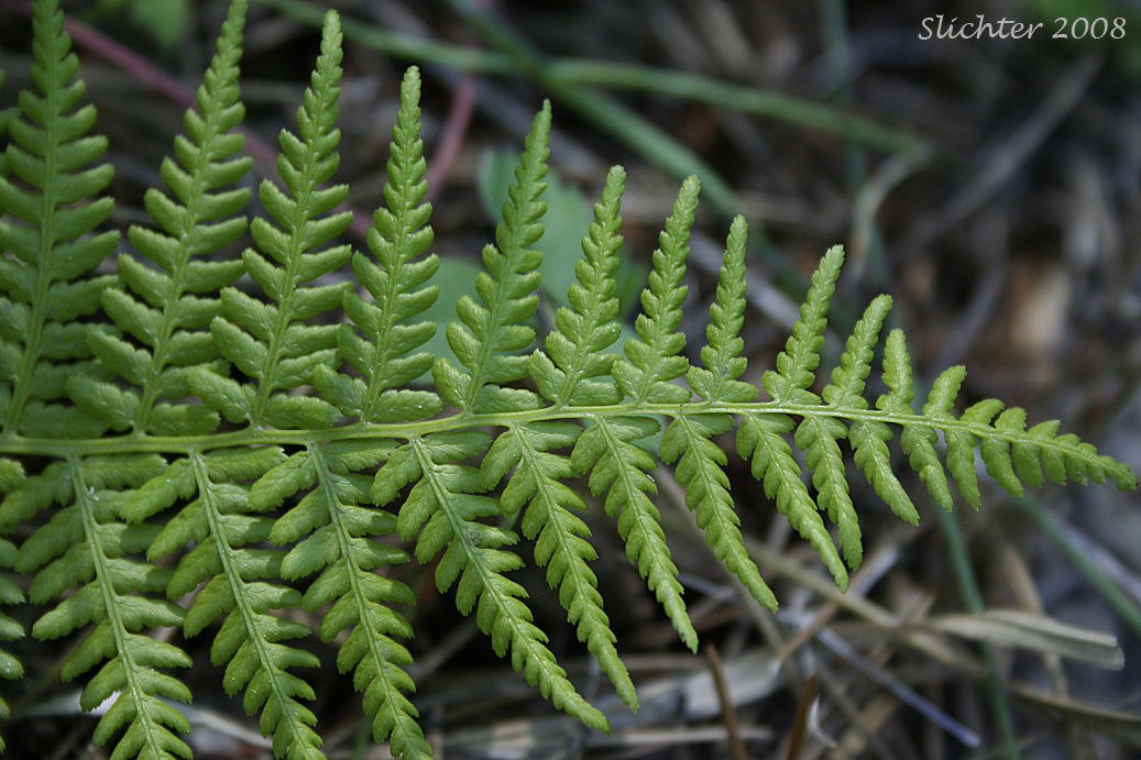 Portion of the frond of Common Ladyfern, Northwestern Ladyfern, Northwestern Lady Fern: Athyrium filix-femina var. cyclosorum (Synonym: Athryium filix-femina ssp. cyclosorum)