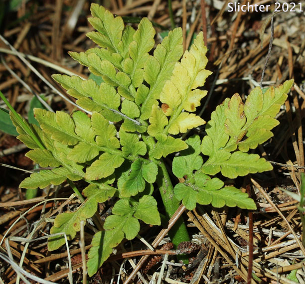 Leather Grapefern, Leather Grape-fern, Leathery Grapefern: Sceptridium multifidum (Synonyms: Botrychium californicum, Botrychium coulteri, Botrychium multifidum, Botrychium multifidum ssp. silaifolium, Botrychium silaifolium, Osmunda multifida)