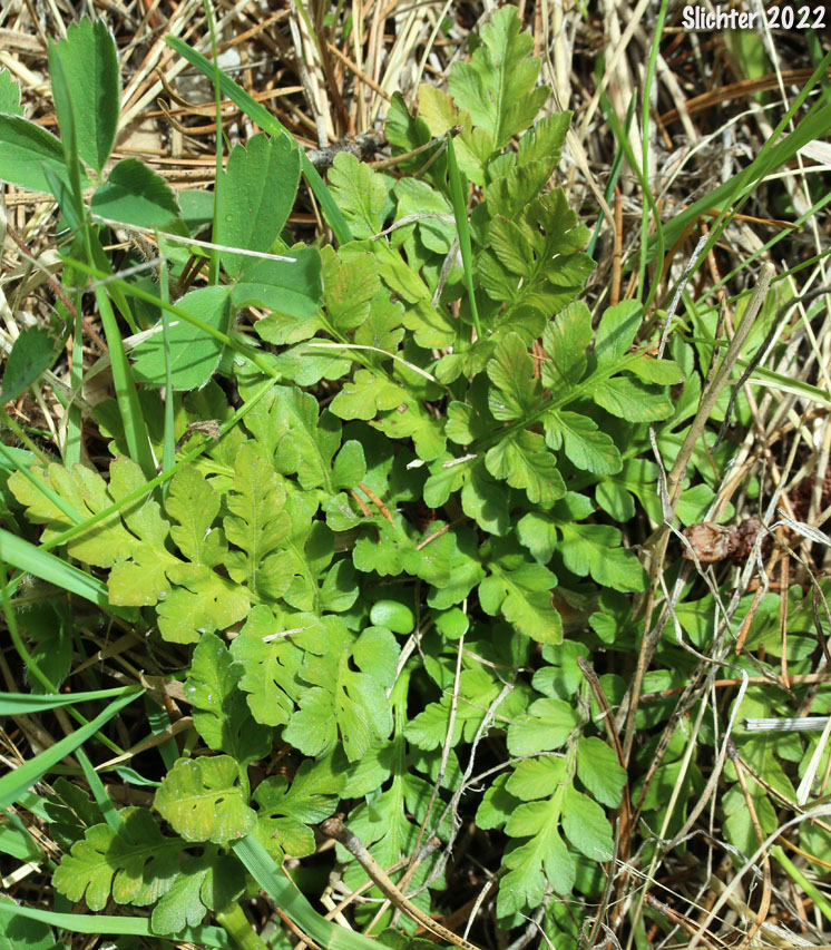 Leather Grapefern, Leather Grape-fern, Leathery Grapefern: Sceptridium multifidum (Synonyms: Botrychium californicum, Botrychium coulteri, Botrychium multifidum, Botrychium multifidum ssp. silaifolium, Botrychium silaifolium, Osmunda multifida)