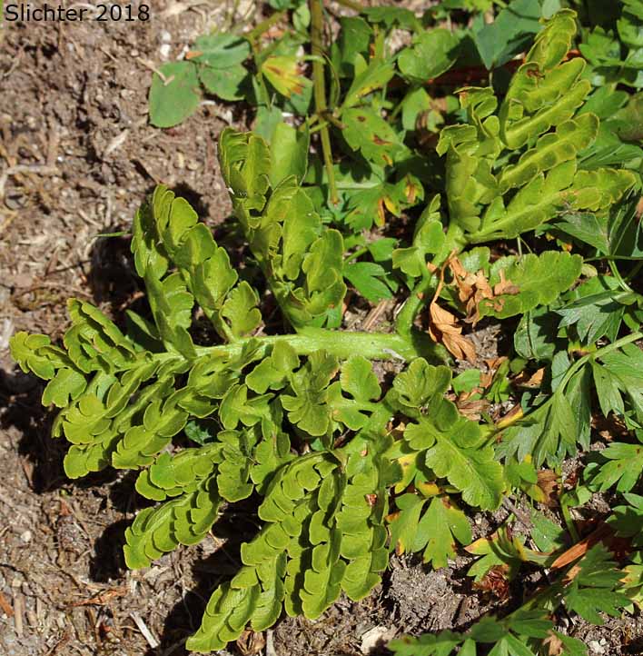 Leather Grapefern, Leather Grape-fern, Leathery Grapefern: Sceptridium multifidum (Synonyms: Botrychium californicum, Botrychium coulteri, Botrychium multifidum, Botrychium multifidum ssp. silaifolium, Botrychium silaifolium, Osmunda multifida)