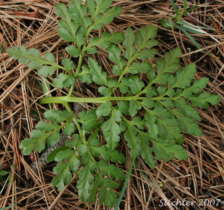 Sterile frond of Leather Grapefern, Leathery Grapefern: Sceptridium multifidum (Synonyms: Botrychium californicum, Botrychium coulteri, Botrychium multifidum, Botrychium multifidum ssp. silaifolium Botrychium silaifolium, Osmunda multifida)