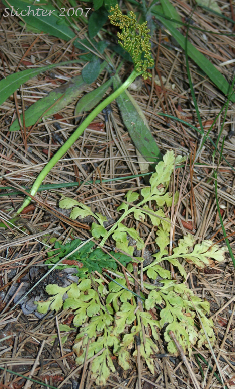 Leather Grapefern, Leather Grape-fern, Leathery Grapefern: Sceptridium multifidum (Synonyms: Botrychium californicum, Botrychium coulteri, Botrychium multifidum, Botrychium multifidum ssp. silaifolium, Botrychium silaifolium, Osmunda multifida)