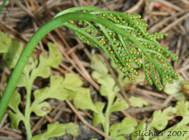 Fertile frond of Leather Grapefern, Leathery Grapefern: Sceptridium multifidum (Synonyms: Botrychium californicum, Botrychium coulteri, Botrychium multifidum, Botrychium multifidum ssp. silaifolium Botrychium silaifolium, Osmunda multifida)