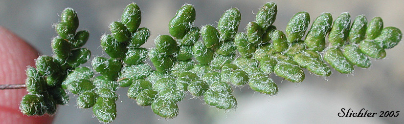 Upper surface of the frond of Lace Fern, Lace Lipfern, Lace Lip Fern: Myriopteris gracillima (Synonym: Cheilnthes gracillima)