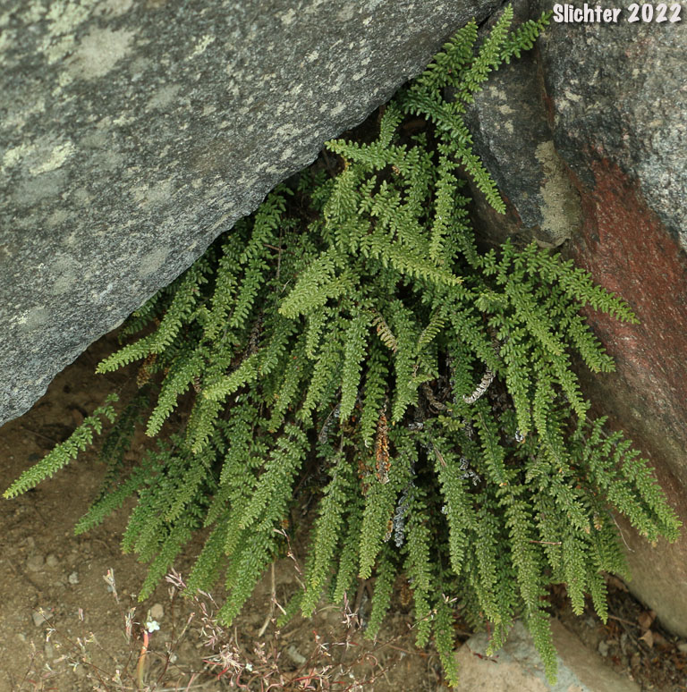 Lace Fern, Lace Lipfern, Lace Lip Fern: Myriopteris gracillima (Synonym: Cheilnthes gracillima)