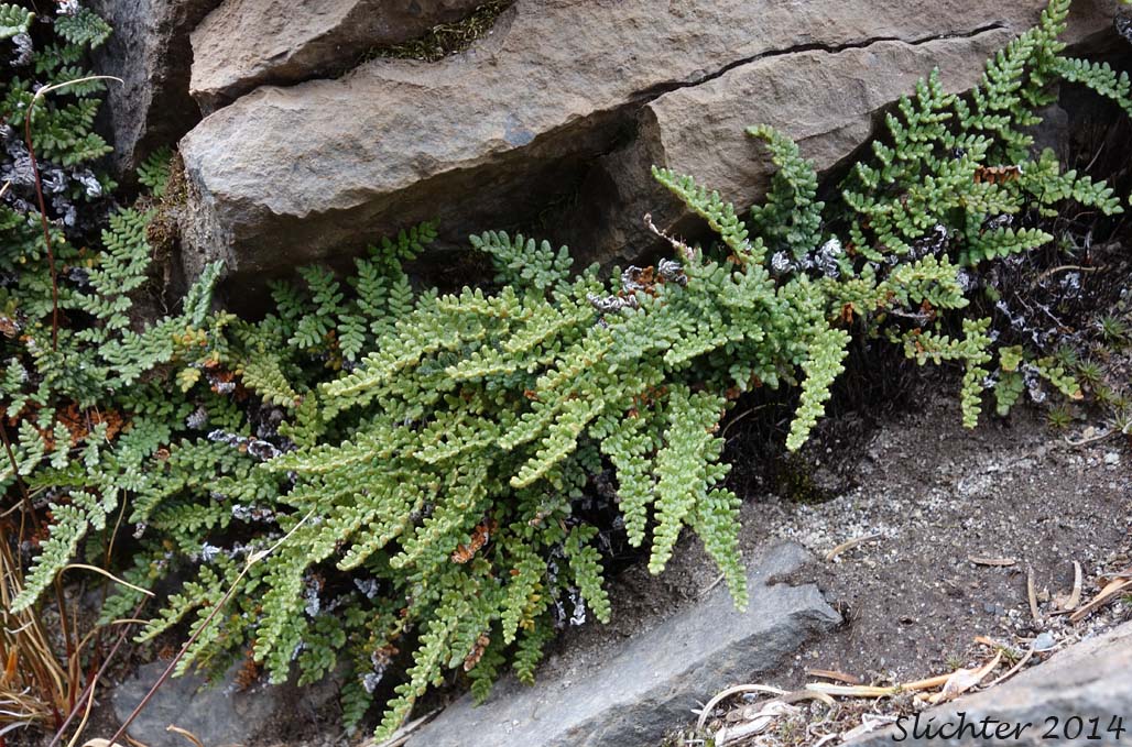 Lace Fern, Lace Lipfern, Lace Lip Fern: Myriopteris gracillima (Synonym: Cheilnthes gracillima)