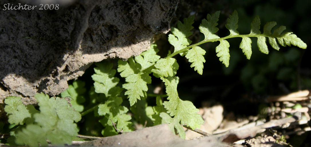 Bladder Fern, Brittle Bladderfern, Brittle Fern, Fragile Fern: Cystopteris fragilis (Synonyms: Cystopteris dickieana, Cystopteris fragilis var. fragilis, Polypodium fragile)