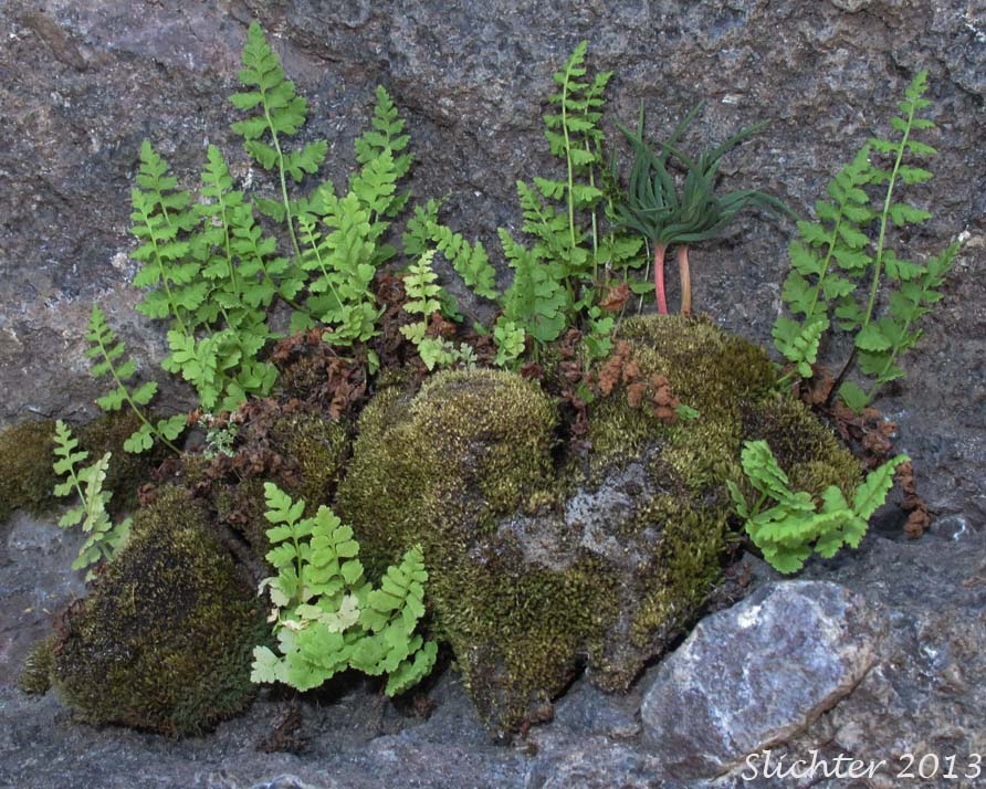 Bladder Fern, Brittle Bladderfern, Brittle Fern, Fragile Fern: Cystopteris fragilis (Synonyms: Cystopteris dickieana, Cystopteris fragilis var. fragilis, Polypodium fragile)