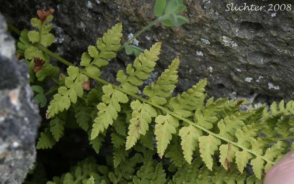 Bladder Fern, Brittle Bladderfern, Brittle Fern, Fragile Fern: Cystopteris fragilis (Synonyms: Cystopteris dickieana, Cystopteris fragilis var. fragilis, Polypodium fragile)