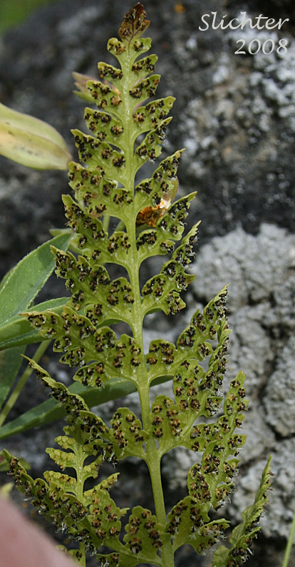 Bladder Fern, Brittle Bladderfern, Brittle Fern, Fragile Fern: Cystopteris fragilis (Synonyms: Cystopteris dickieana, Cystopteris fragilis var. fragilis, Polypodium fragile)